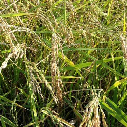 Libuni Reisdrink - Reisanbau