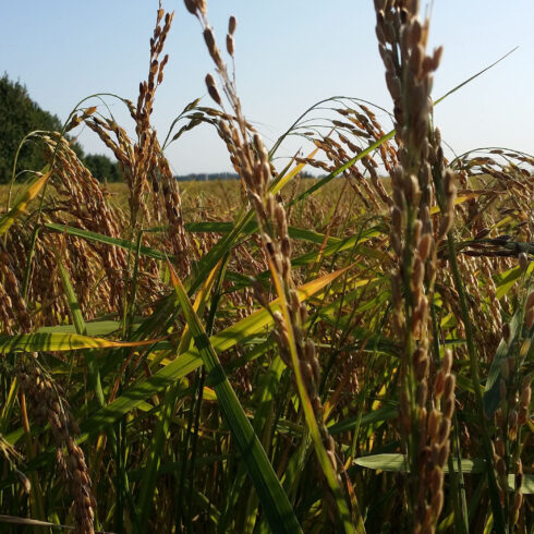 Libuni Reisdrink - Reisanbau