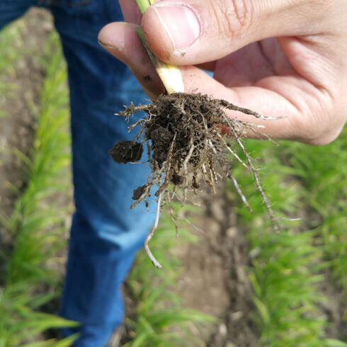 Libuni Reisdrink - Reispflanze